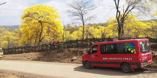 Florecimiento de los Guayacanes en Mangahurco y Colimes