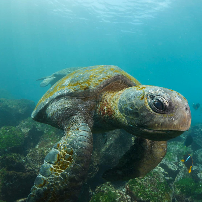Galápagos